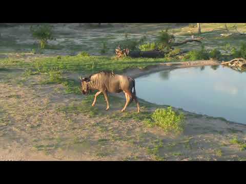 Djuma: Wildebeest bull and Impalas - 17:55 - 12/14/18
