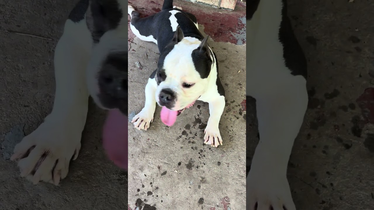 Enlarge Candice, a Adoptable mixed breed in Parrish, AL video 6/6