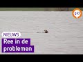 HOOGWATER zorgt voor VEEL OVERLAST ?