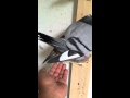 Pigeon Laying Egg Into My Hand