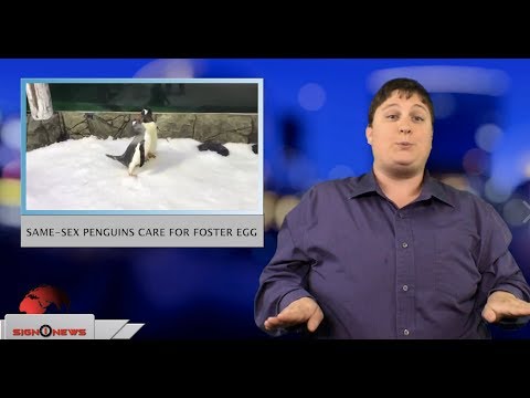 Same-sex penguins care for foster egg (ASL - 10.15.18)