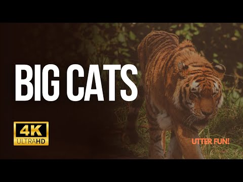 Big Cats 4K Video | Unleashing The Power Of Big Cats in Stunning 4K | Wild Predators Documentary