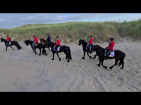 Stal Okkema's Bareld