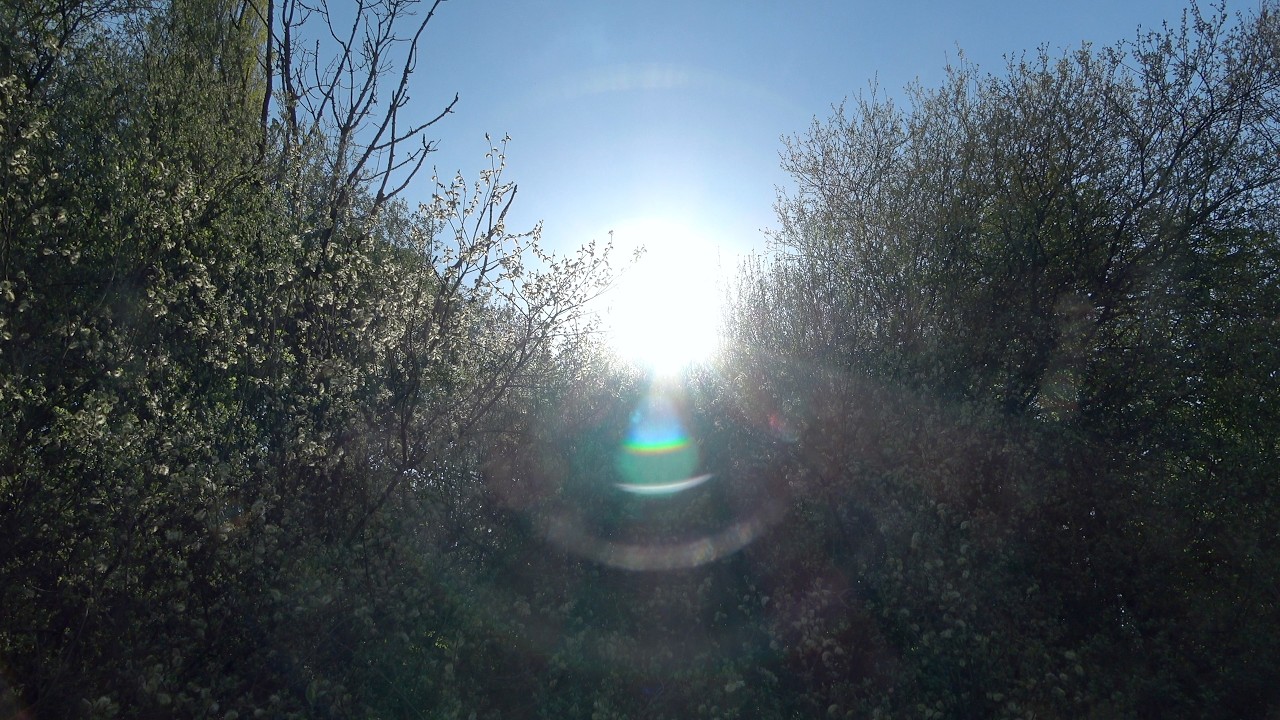 Amsterdamse Bos 140426