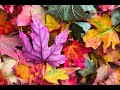 Nature Leaf Whatsapp Status RED Leaf Maple Leaf Nature Leaf Best Nature Video For Whatsapp Status