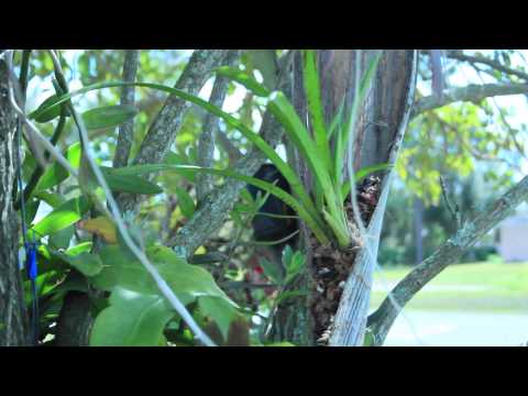 MOUNTING ORCHIDS - Orchid Garden Paradise