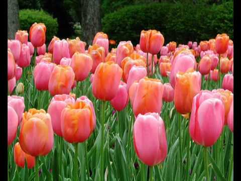 Mehmet Emin Ay - Allah'ım (Ne Zaman Anarsam Seni) + www.abdest.net