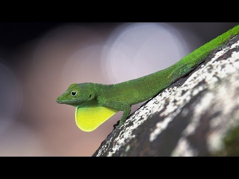 The Anomalies: The Dewlap | bioGraphic