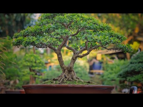 Vietnamese beautiful bonsai works from the forum :"Tác phẩm bonsai đẹp Việt Nam" part 1