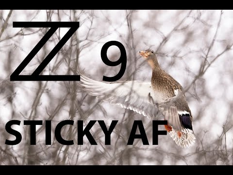 Nikon Z9 Autofocus AF Tracking Birds In Flight In Dense Branches