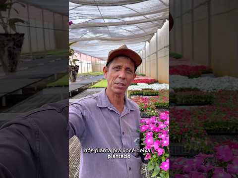 Atenção cidades de Goiás #flores