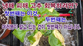 냉해 피해 고추 회복하려면? 첫번째는 이것, 두번째는... 여러분이 알고 있는 것 첫번째가 아닙니다.(냉해 …