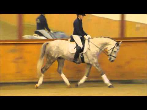 SOLD: BATIDA DE COCO *2009 Old Gelding by Belissimo M-Diamir