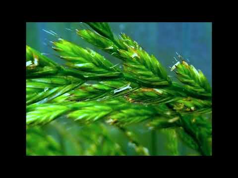 Adam Zwierz   Śpiewam Tobie Zielonooka