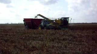 Picking in S Texas 2010