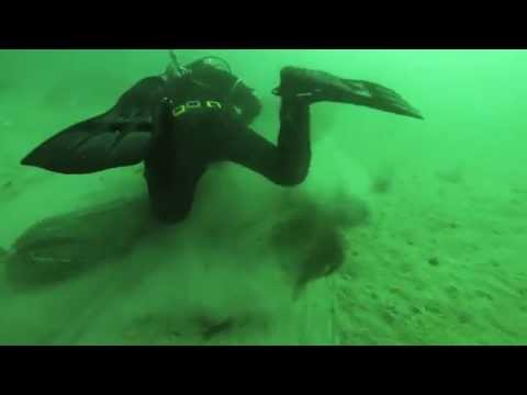 Video A1: Diver collecting razor clams following an electric rig