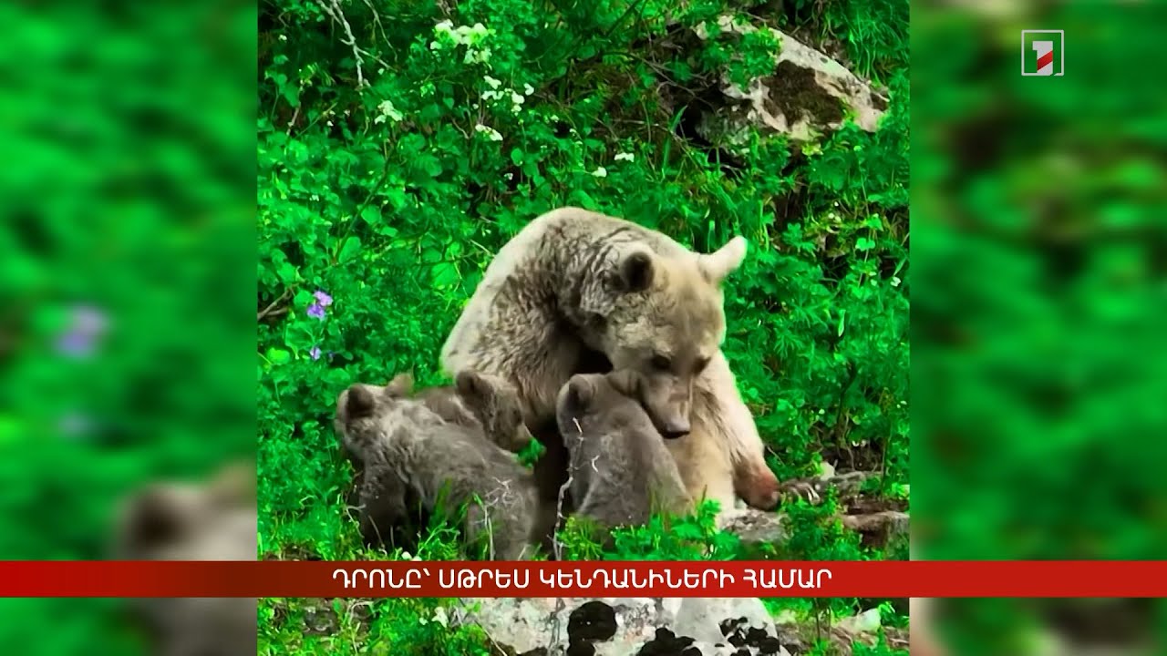 Դրոնը՝ սթրես կենդանիների համար