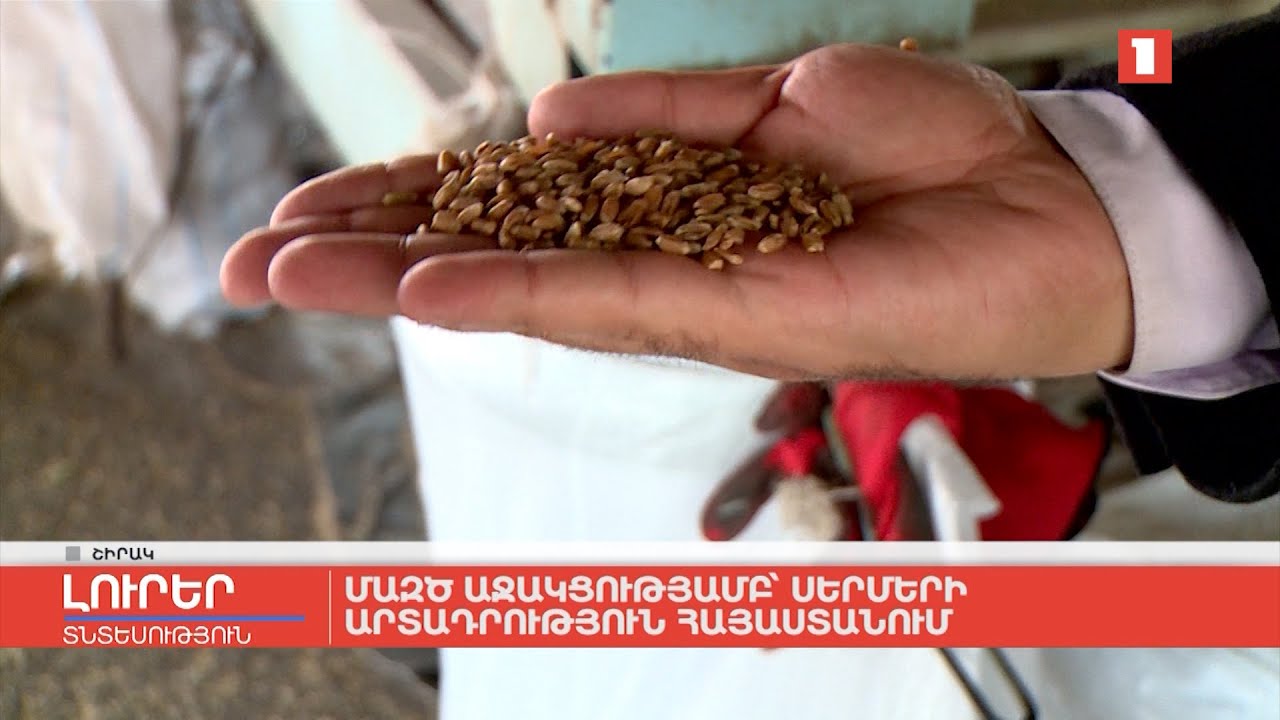 ՄԱԶԾ աջակցությամբ՝ սերմերի արտադրություն Հայաստանում