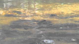 preview picture of video 'Many Sunfish in spawning frenzy in the Pond in Holmdel Park in Holmdel, New Jersey'