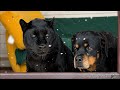 It's winter again for Luna the panther ❄️🌨️(ENG SUB)