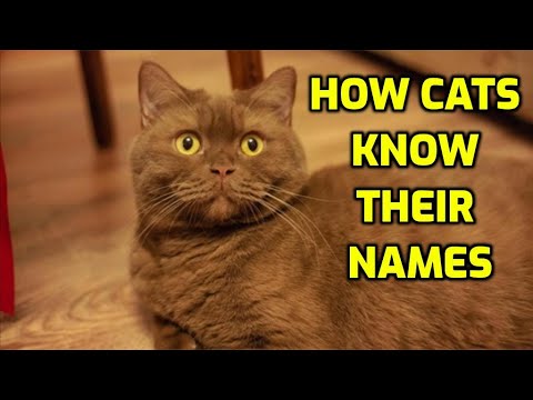 How Do Cats Learn Their Name? - YouTube