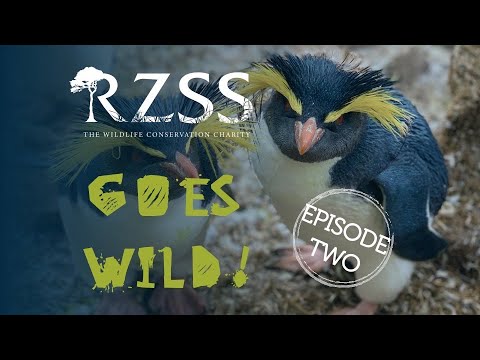 #RZSSGoesWild Episode 2: Rocking out with rockhopper penguins