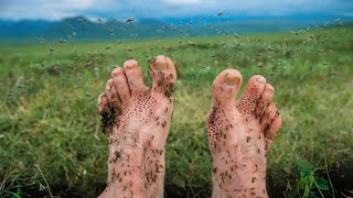 1,000 mosquitoes vs feet..