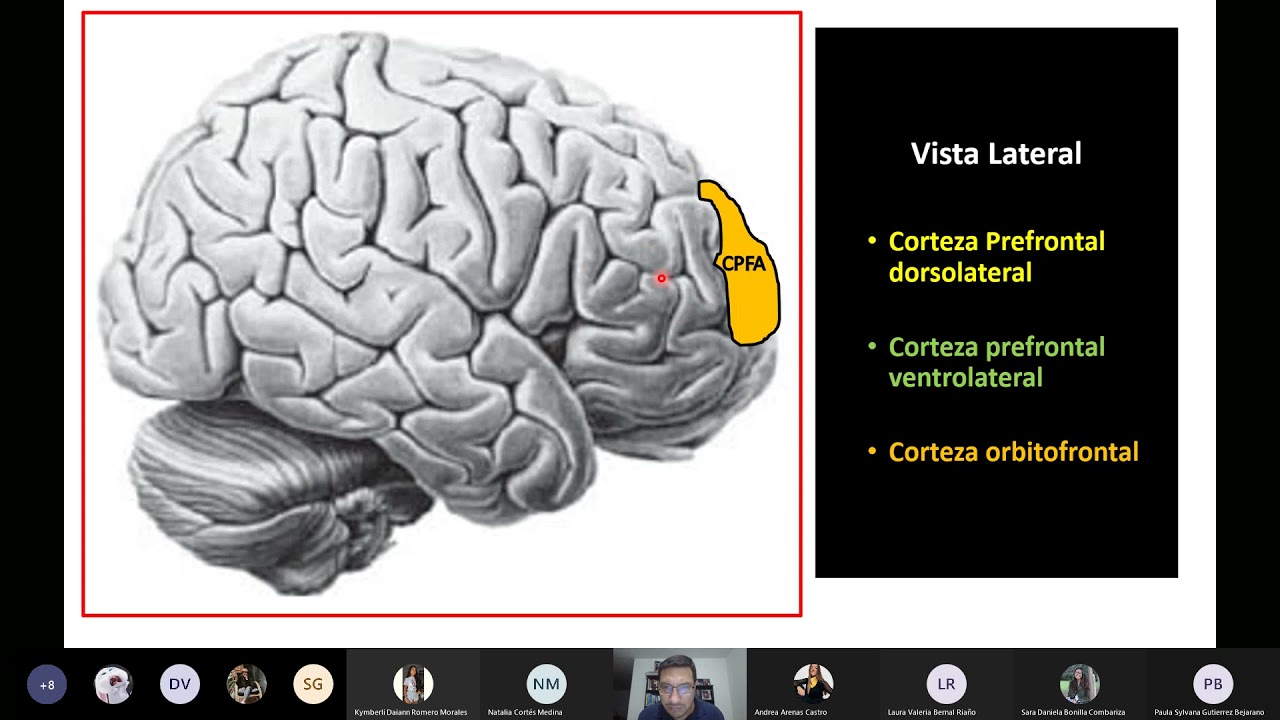 Corteza prefrontal y Funciones Ejecutivas