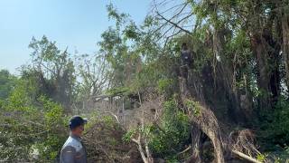 Impressive tree cutting technique! Cutting down useless, dangerous trees
