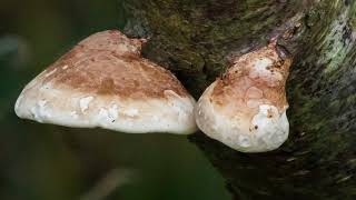 Herfstvideo deel 7 Adiemus - 07 - Amaté-adea