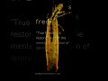 Restored Freedom | Kingdom Lexicon | Seed Gallery #freedom #art #mind #words #life #quotes #shorts