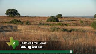 Waving Grasses - Postcard From Texas