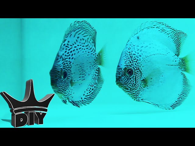 Breeding Discus