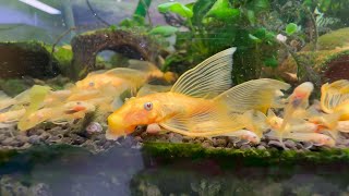 Chia sẻ kinh nghiệm ghép cá longfin vàng 24K đẻ ngập bể đầu xuân