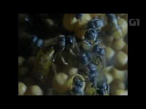 Cientistas brasileiros descobrem como a abelha-rainha impõe sua 'coroa' às operárias