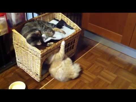 Cats Playing...  (European tabby shorthair vs Persian)