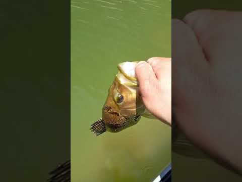 6° Torneio Paulista de Caiaque GKF, NOVA CANAÃ, Competidor HORLANDO #tucunare #pescaria #fishing