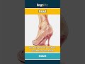 heel (noun) - definition and usage in English
