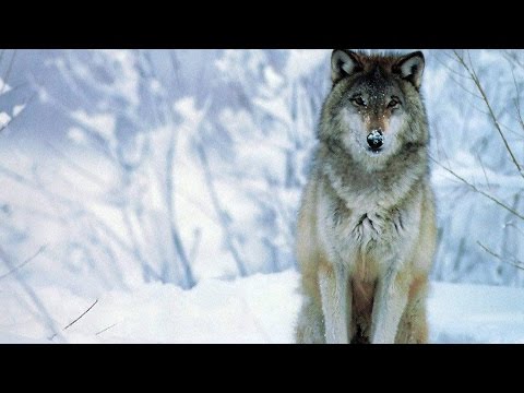 BiG WoLF A.k.a PsychoPaTh - Majëm n`Meen