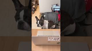 パパの仕事ぶりをチェックします！🐶 #shorts                      　　　　　　　　　　　　　　Check out how daddy is doing!