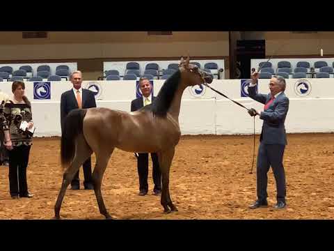 Que’ssah Al Shahania