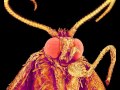 Misophone - The Motherless Moth Headed Bread ...