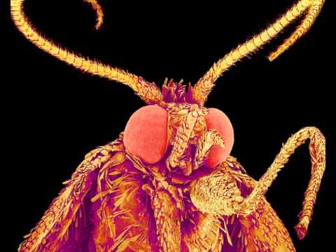 Misophone - The Motherless Moth Headed Bread Boy