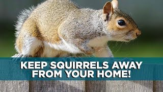 How to Keep Squirrels Away from Your Home