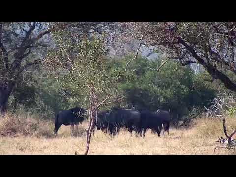 Djuma: Wildebeests - 09:42 - 05/27/21