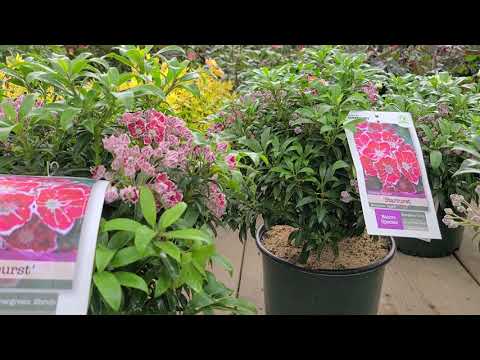 Kalmia 'Starburst' (Mountain Laurel) // Awesome, NATIVE, Dwarf, Evergreen with Exquisite Flowers