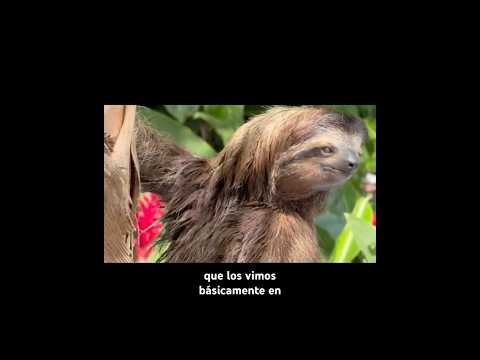 Caminata por el medio de la selva en Bocas del Toro 🌴🌊 Vlog completo en mi canal 🌿