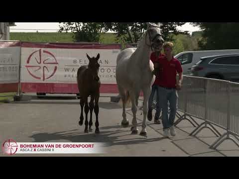 BOHEMIAN VAN DE GROENPOORT (ASCA Z x CASSINI II)