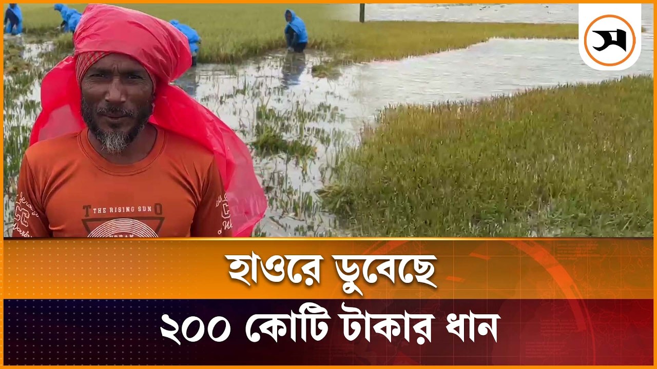 হাওরে ডুবেছে ২০০ কোটি টাকার ধান, কৃষকের হাহাকার