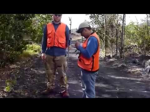 Acacia koa gene expression along elevation and precipitation gradients